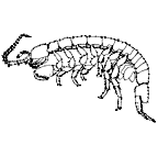 <I>Pilbarophreatoicus platyarthricus</I>