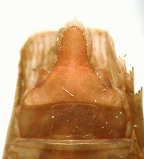<i>Errotasa neovalesiaca</i> Emeljanov, scoop-shaped medioventral process of female genitalia.