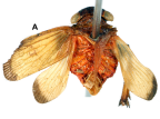 <i>Maeniana apicalis</i> (Walker), holotype female