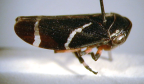 <I>Eurymeloides bicincta </I>(Erichson), adult with typical colouring.