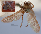 <i>Neodialineura striatithorax</i> Holotype