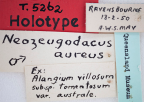 <i>Neozeugodacus aurea</i> Holotype label