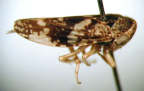 <i>Aloeurymela gearyi</i> Evans, type species of <i>Aloeurymela</i> Evans.