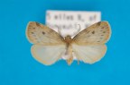 <i>Thumatha fuscescens</i> Walker, 1866, male