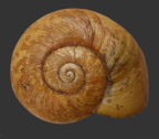 <em>Protorugosa burraga</em>, dorsal view.
Diameter of shell: 24mm