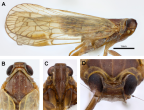 <i>Chidaea orangensis</i> Löcker and Holzinger. A: <i>habitus</i>, B-D: head.