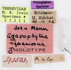 <i>Agapophytus squamosus</i> Holotype label