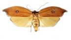 <I>Eschatura lemurias</I> Meyrick, 1897 female [photo by Len Willan]