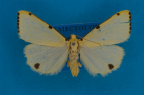 <i>Termessa orthocrossa</i> Turner, 1922, male syntype