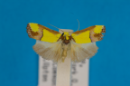 <i>Licnoptera</i> sp. A, male