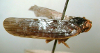 <i>Hemielissum evansi</i> Emeljanov & Fletcher, holotype male
