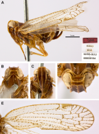 <i>Chidaea sidnicus</i> (Stål), holotype ♀. A: <i>habitus</i>, B-D: head, E: forewing.