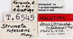 <i>Strumeta rufescens</i> Holotype label
