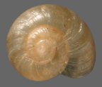 <em>Microdelos pallida</em>, dorsal view.
Diameter of shell: 3.5 mm