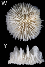 Calicular and lateral views of Fungiacyathus (F.) stephanus