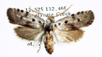 <I>Cryptophasa tecta</I> (T.P. Lucas, 1894) [photo by Len Willan]