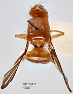 <i>Taeniorioxa quinaria</i> Holotype