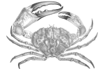 <em>Pseudocarcinus gigas</em> [from McCoy 1889]