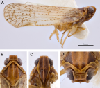 <i>Chidaea etelis</i> Löcker and Holzinger. A: <i>habitus</i>, B-D: head.