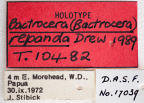 <i>Bactrocera (Bactrocera) repanda</i> Holotype label