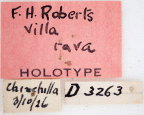 <i>Villa rava</i> Holotype label