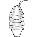 <I>Haploniscus tangaroae</I>