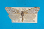 <i>Halone servilis</i> (Meyrick, 1886), male