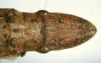 <I>Ledropsis froggatti</I> Distant, dorsal view of head and thorax.