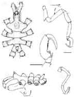 <I>Anoplodactylus proliferus</I>, from Arango (2003)