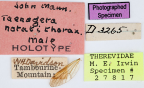 <i>Taenogera notatithorax</i> Holotype label