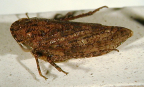 <i>Smicrocotis obscura</i> Kirkaldy, type species of <i>Smicrocotis</i> Kirkaldy.