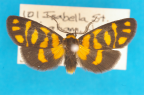 <i>Asura lydia</i> (Donovan, 1805), male