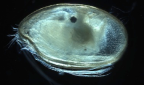 A marine ostracod from southern Australia.