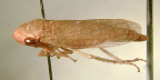 <i>Thymbris convivus</i> (Stål), adult female.
