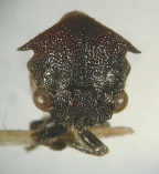 <i>Sertorius australis</i> (Fairmaire), adult.