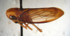 <i>Eutartessus cantrelli</i> F. Evans, adult male.