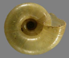 <em>Umbilidelos altonmoui</em>, ventral view.