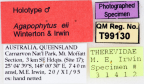 <i>Agapophytus eli</i> Holotype label