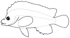 Congiopodidae
