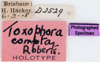 <i>Toxophora compta</i> Holotype label