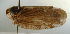 <i>Aprivesa varipennis</i> Muir, adult