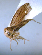 <i>Busoniomimus polydoros</i> (Kirkaldy), adult male.