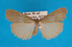 <i>Threnosia myochroa</i> Turner, 1940, male
