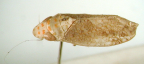 <i>Nirvanguina placida</i> (Evans), holotype female.