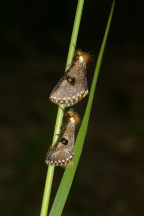 Male and female <i>Epicoma tristis</i> (Donovan, 1805) 