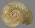 <em>Echotrida tropica</em>, dorsal view.
Diameter of shell: 7 mm