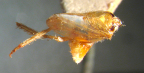 <i>Neotartessus parvus</i> (Evans), adult male, with head missing.