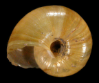 <em>Annabellia assimilans</em>, ventral view. 