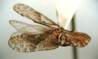 <i>Ledropsella monstrosa</i> (Evans), type species of <i>Ledropsella</i> Evans.