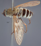 <i>Anabarhynchus camiro</i>